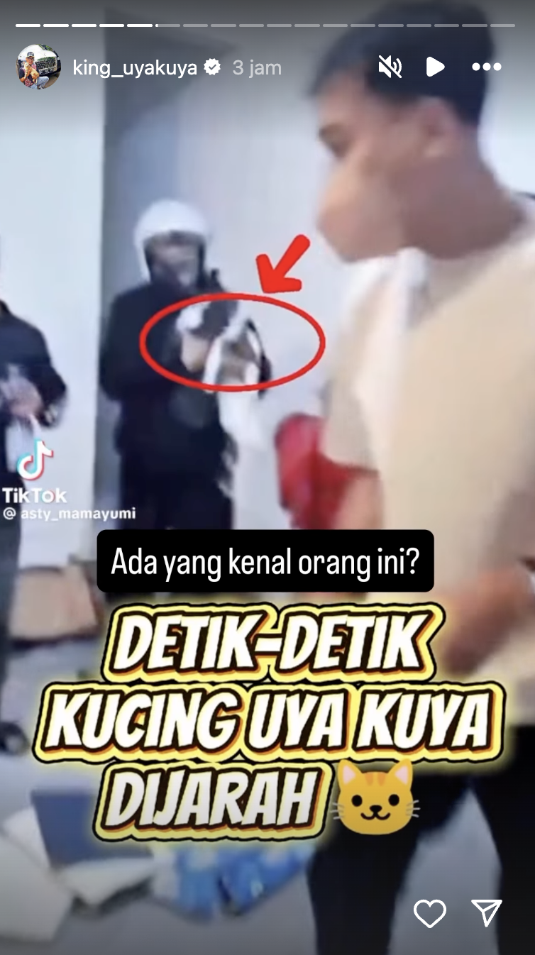 penjarah kucing uya